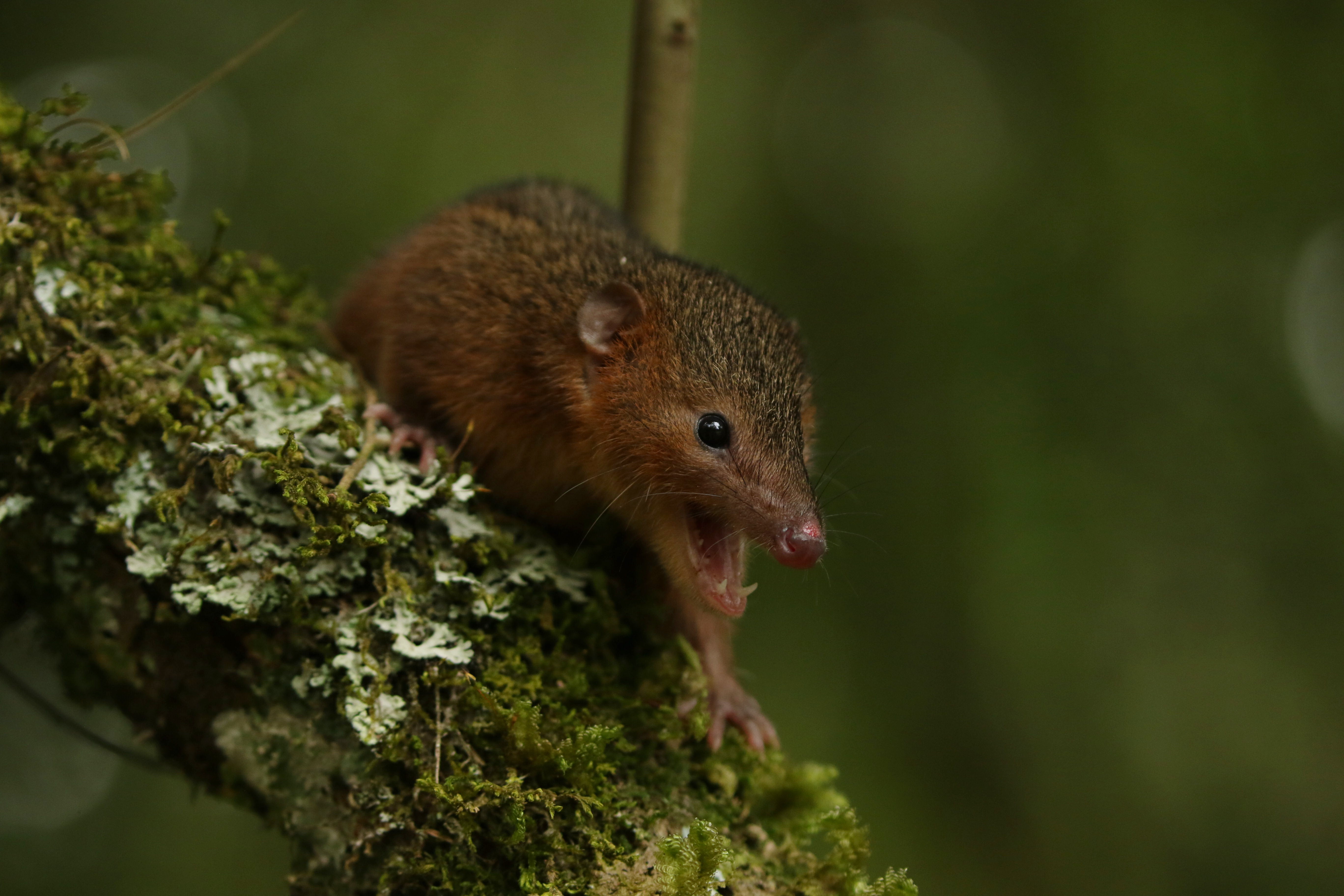 Imagem de um roedor